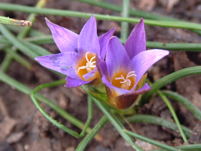 Romulea bulbocodium